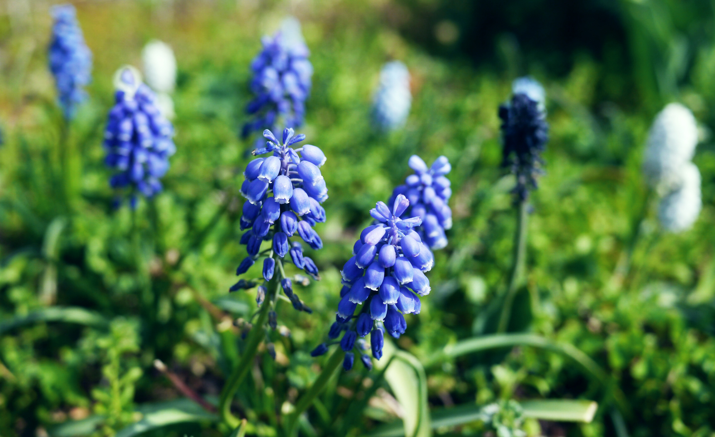 ムスカリの特徴 花言葉 淡い青の花がブドウの房のよう Hanatokarada