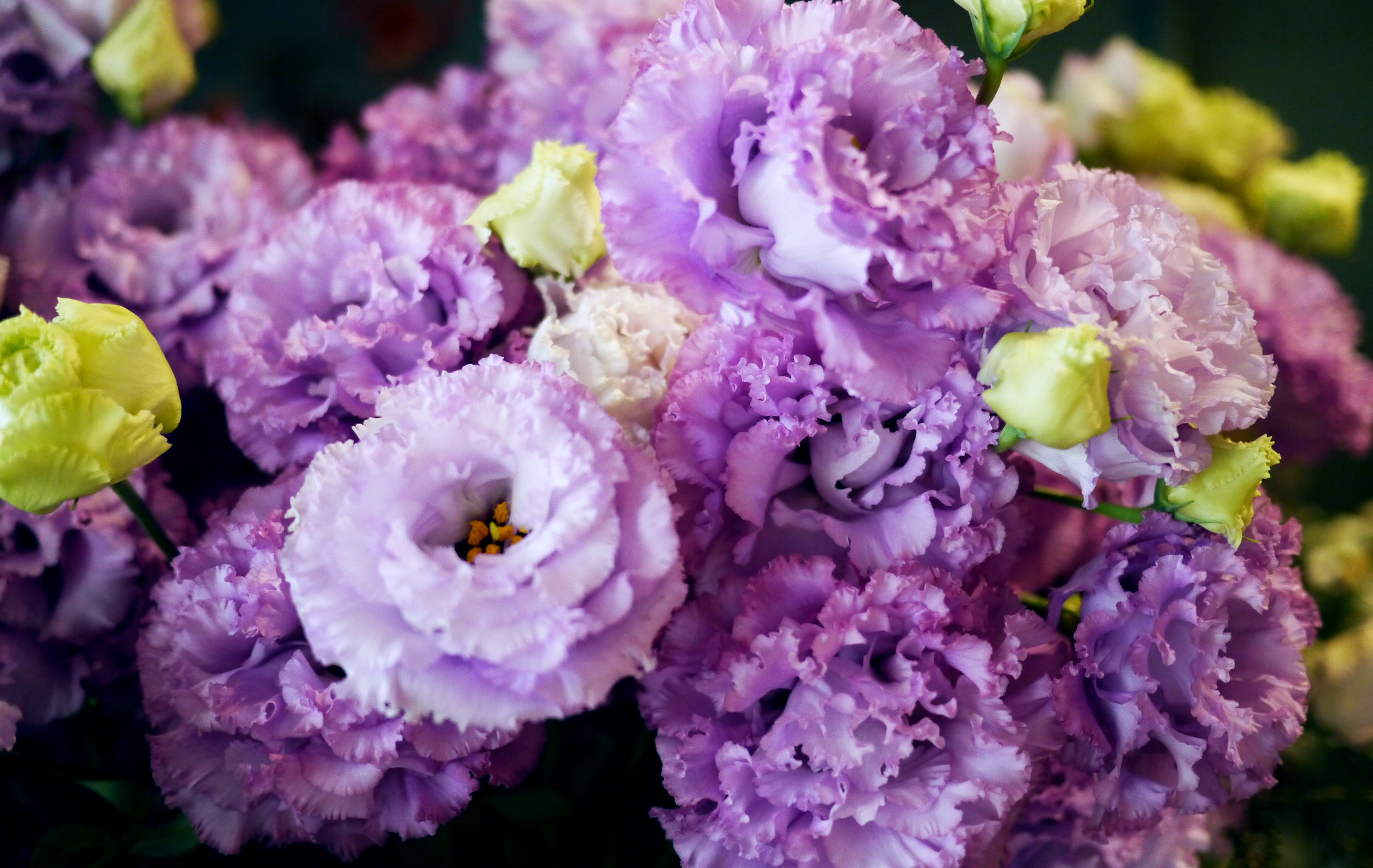 トルコギキョウの特徴 花言葉 フリル状で八重咲きの花が優美 Hanatokarada
