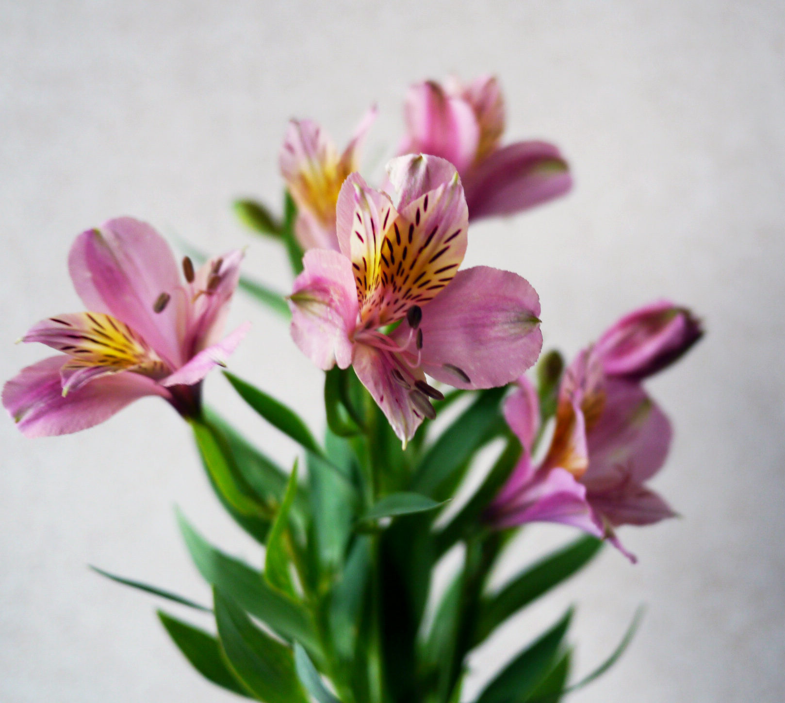 アルストロメリアの特徴 花言葉 カラフルな花色が魅力的 Hanatokarada