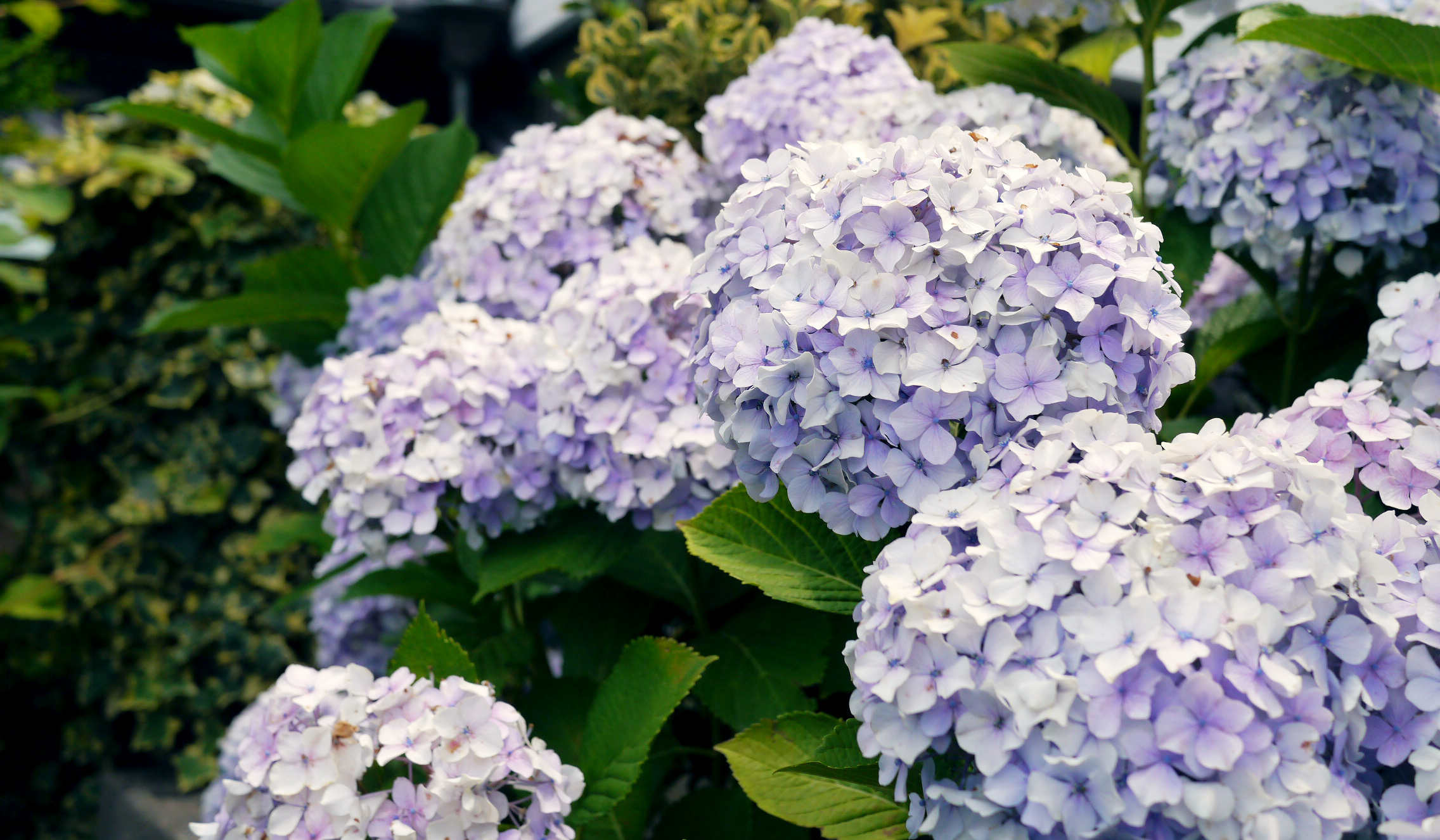 アジサイの特徴 花言葉 花色が七変化する 初夏の風物詩 Hanatokarada