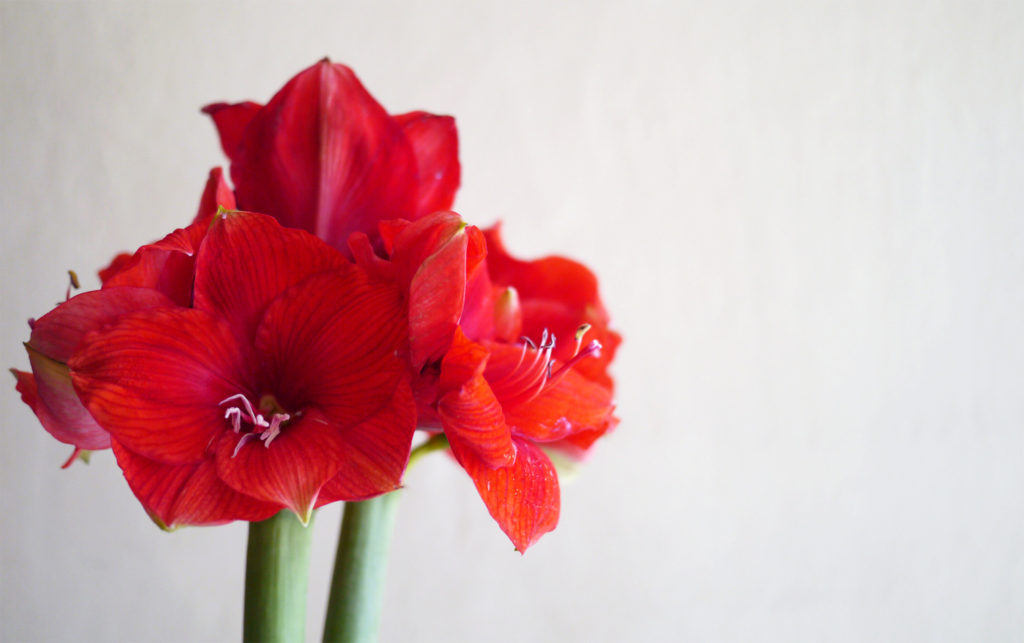 驚くばかり花 言葉 アマリリス 最高の花の画像