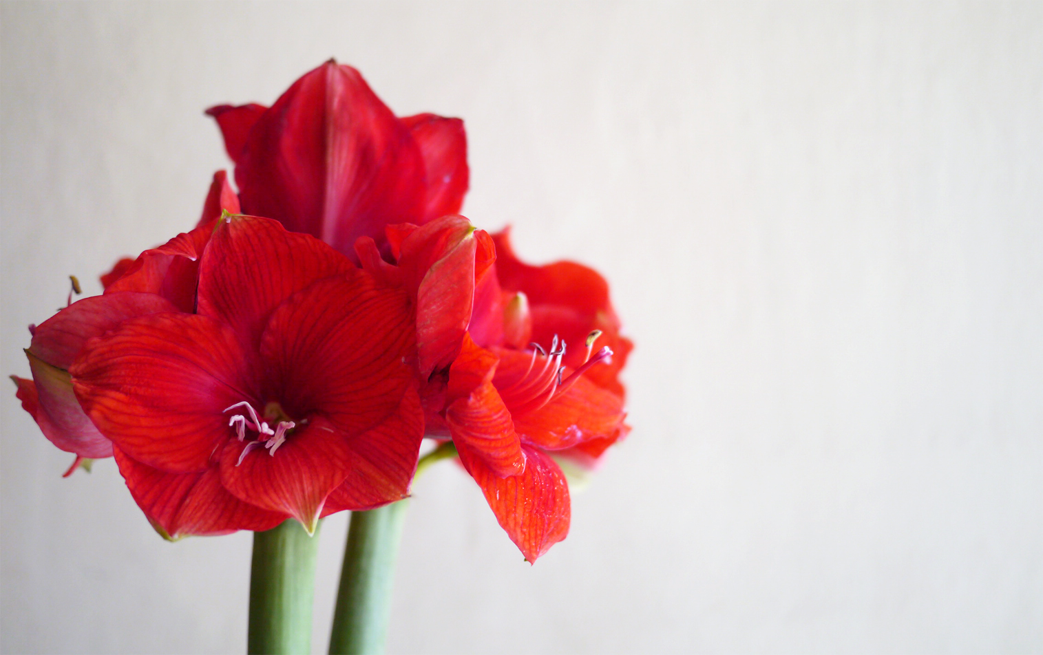 スカビオサの特徴 花言葉 小花が密集した姿が愛らしい花 Hanatokarada
