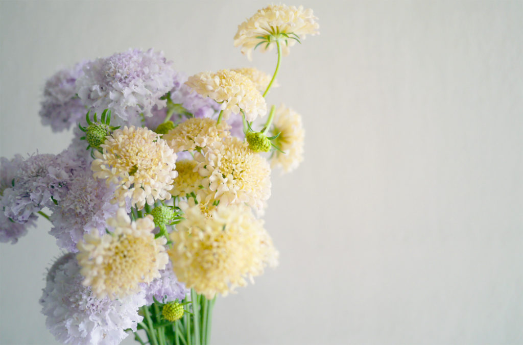 スカビオサの特徴 花言葉 小花が密集した姿が愛らしい花 Hanatokarada