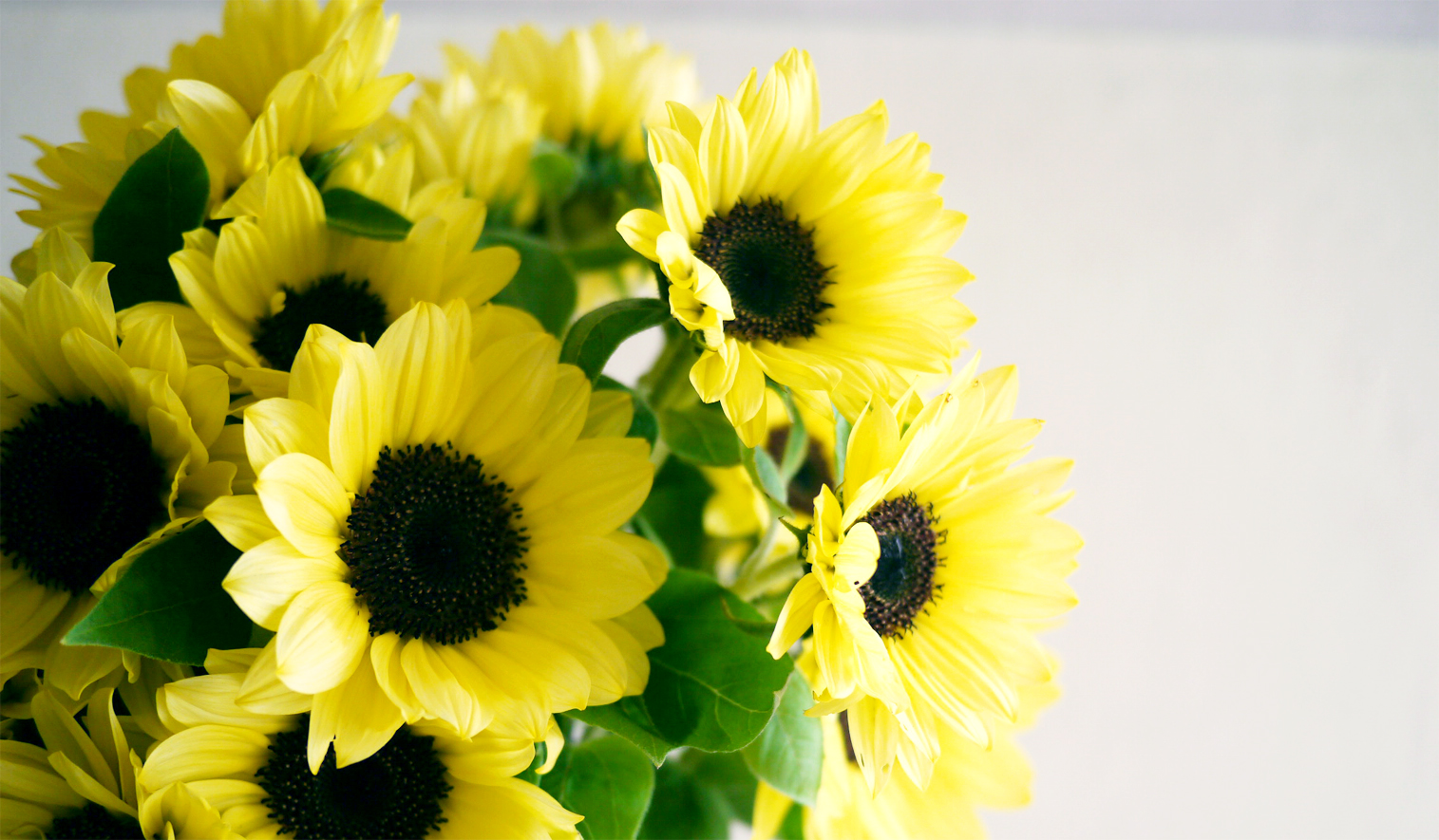 ヒマワリの特徴 花言葉 夏の代表的な太陽のような花 Hanatokarada