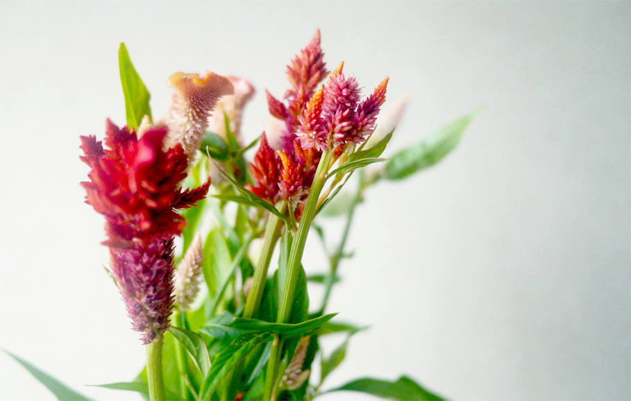 ケイトウの特徴 花言葉 ベルベットのような質感で個性的な花姿 Hanatokarada