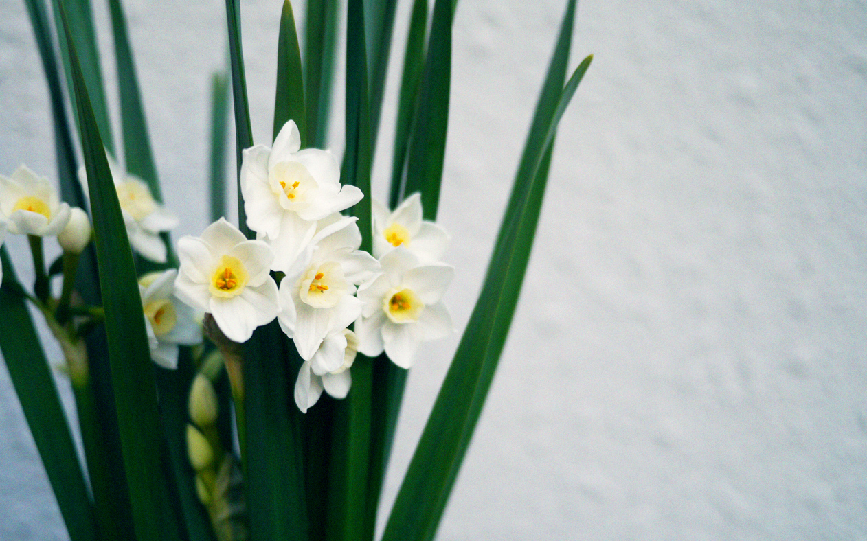 スイセンの特徴 花言葉 瑞々しい葉 白い花が美しい冬の花 Hanatokarada